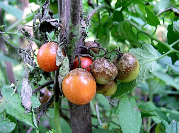 Pl&iacute;seň rajčete