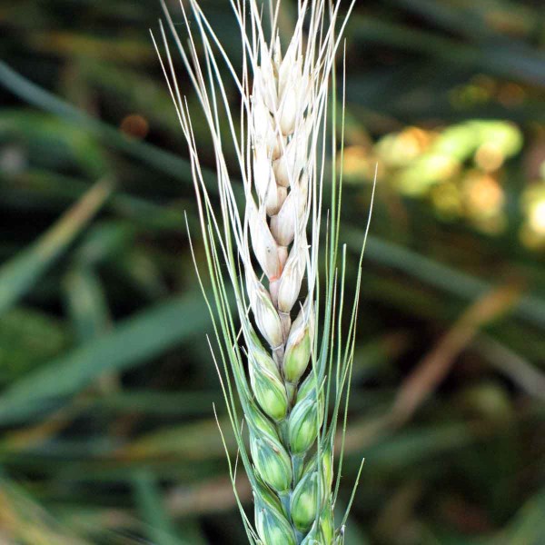 Klasická fuzarióza klasu pšenice Klasická fuzarióza klasu pšenice