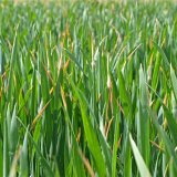 Agrotechnickými zásahy ovlivňujeme náchylnost obilnin k chorobám a jejich zdravotní stav Agrotechnickými zásahy ovlivňujeme náchylnost obilnin k chorobám a jejich zdravotní stav