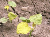 Mračň&aacute;k Theophrastův je citliv&yacute; k&nbsp;vět&scaron;ině sulfonylmočovinov&yacute;ch př&iacute;pravků - 2 t&yacute;dny po o&scaron;etřen&iacute; herbicidem Maister power