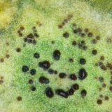 Pozn&aacute;mky k&nbsp;v&yacute;skytu chorob řepky na podzim 2016