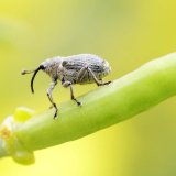 Pěstitelsk&yacute; ročn&iacute;k 2015/16 na Moravě a&nbsp;Vysočině v&nbsp;Čech&aacute;ch