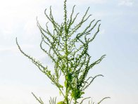 Pleveln&aacute; řepa