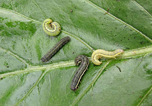 Housenky můr Housenky můr