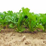 Titan syst&eacute;m odplevelen&iacute; cukrovky &Scaron;lape jako hodinky