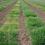 Virov&aacute; žlut&aacute; zakrslost ječmene