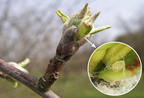 V&nbsp;f&aacute;zi my&scaron;&iacute;ho ou&scaron;ka je na&nbsp;z&aacute;sah proti květopasu jabloňov&eacute;mu zpravidla pozdě - vaj&iacute;čka již b&yacute;vaj&iacute; vykladena