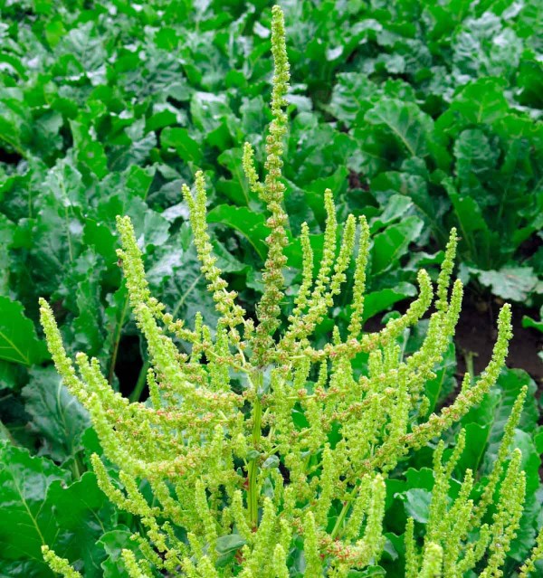 Bohatě plod&iacute;c&iacute; rostlina pleveln&eacute; řepy