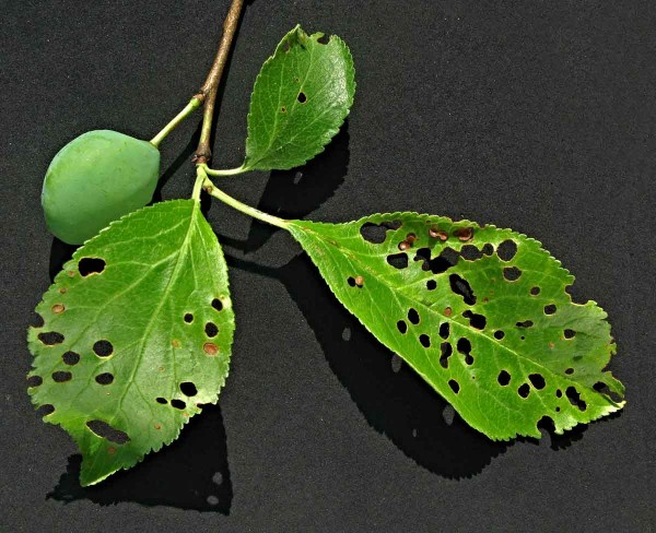 Suchá skvrnitost listů slivoně Suchá skvrnitost listů slivoně