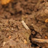 Přezimov&aacute;n&iacute; kř&iacute;ska poln&iacute;ho a&nbsp;WDV na ozimech