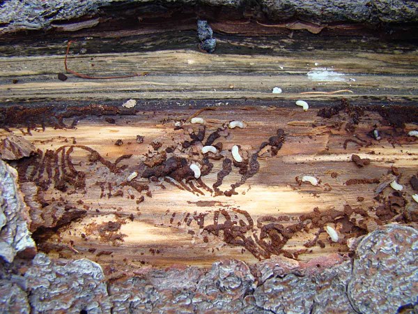 Larvy lýkožrouta pod kůrou Larvy lýkožrouta pod kůrou