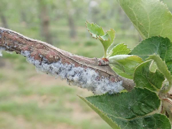 Obnovuj&iacute;c&iacute; se kolonie vlnatky krvav&eacute;