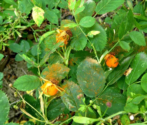 Rez růžová Rez růžová