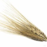 Možnosti využit&iacute; p&scaron;enice Kamut v&nbsp;lidsk&eacute; v&yacute;živě