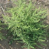 Inv&aacute;zne a&nbsp;expanz&iacute;vne druhy rastl&iacute;n v&nbsp;podmienkach Slovenska (2) - L&aacute;skavce