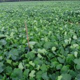 Jarn&iacute; regulace a&nbsp;ochrana řepky