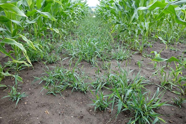 Obr. 6: Nezvl&aacute;dnut&aacute; regulace b&eacute;ru siv&eacute;ho v&nbsp;kukuřici