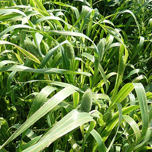 Obr. 1: Lesknice kanárská (Phalaris canariensis L.) Obr. 1: Lesknice kanárská (Phalaris canariensis L.)