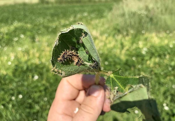 Obr. 6. Larva bab&ocirc;čky v&nbsp;hniezde, ktor&eacute; vytvorila z&nbsp;listov s&oacute;je
