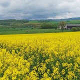 V&yacute;sledky hodnocen&iacute; odrůd a&nbsp;jejich směs&iacute; u&nbsp;řepky ozim&eacute; v&nbsp;sezoně 2019/20