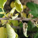 Choroby bramboru (7): Houbov&eacute; choroby bramboru II.