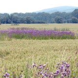 Regulace plevelů před sklizn&iacute; obilnin a&nbsp;předsklizňov&eacute; aplikace
