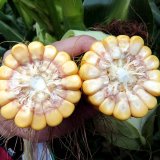 Představujeme novinky kukuřice pro rok 2017