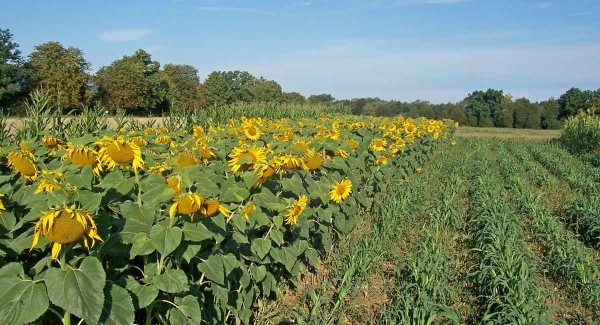 Vpravo - obrůstaj&iacute;c&iacute; čirok Bovital v&nbsp;roce 2012 - vlevo slunečnice pro energetick&eacute; &uacute;čely v&nbsp;podm&iacute;nk&aacute;ch Zubř&iacute;