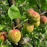 Aktu&aacute;ln&iacute; přehled ochrany zahrad, sadů a&nbsp;vinic - květen a&nbsp;červen 2019