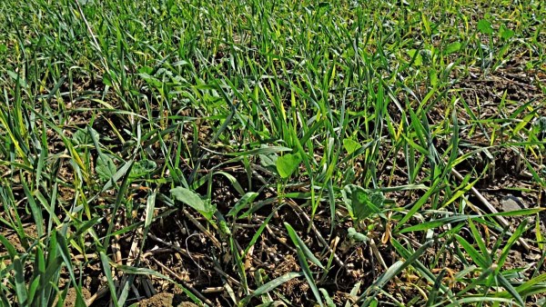 Výdrol obilí v řepce Výdrol obilí v řepce