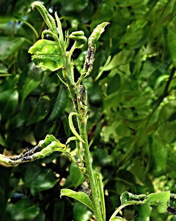 Poškození merou skvrnitou Poškození merou skvrnitou