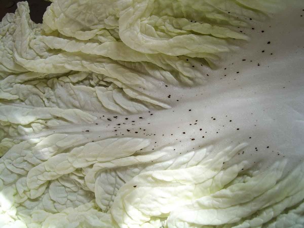 Nedostatek vápníku u pekingského zelí Nedostatek vápníku u pekingského zelí