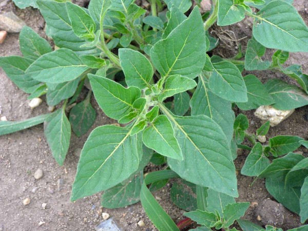 Vybran&eacute; lok&aacute;ln&iacute; populace lilku leskloplod&eacute;ho maj&iacute; okraje listů t&eacute;měř celokrajn&eacute;