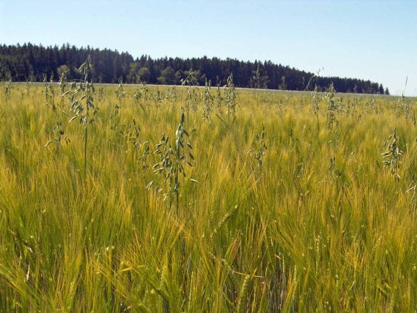 Obr. 9: Oves hluch&yacute; v&nbsp;porostu ječmene