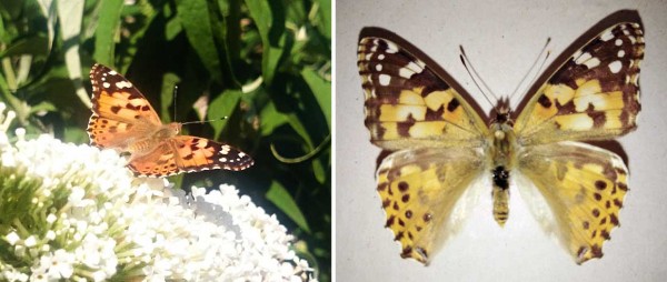 Obr. 2: Mot&yacute;ľ bab&ocirc;čky bodliakovej