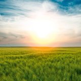 Prvn&iacute; zku&scaron;enosti s&nbsp;mořidlem Systiva v&nbsp;ozim&eacute; p&scaron;enici