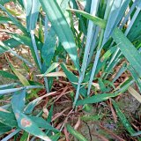 Fungicidy do ozimé pšenice - zkušenosti z pokusů Fungicidy do ozimé pšenice - zkušenosti z pokusů