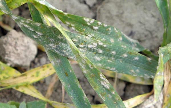 Obr. 7: Padl&iacute; ječmene