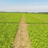 Vliv o&scaron;etřen&iacute; osiva a&nbsp;foli&aacute;rn&iacute; aplikace fungicidů u&nbsp;množitelsk&yacute;ch porostů na zdravotn&iacute; stav osiva m&aacute;ku