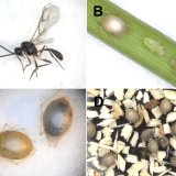 Ekosyst&eacute;mov&eacute; služby v&nbsp;zemědělstv&iacute; (1)