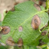 Změny ve spektru a&nbsp;hospod&aacute;řsk&eacute;m v&yacute;znamu &scaron;kodliv&yacute;ch činitelů u&nbsp;brambor