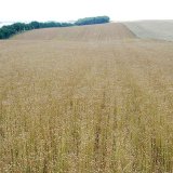 Z&aacute;sady pěstov&aacute;n&iacute; a&nbsp;integrovan&eacute; ochrany olejn&eacute;ho lnu v&nbsp;ČR