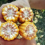 Praxe potvrzuje mnohalet&eacute; v&yacute;sledky &Uacute;KZ&Uacute;Z