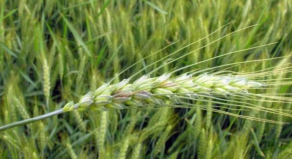 obr. 2 Př&iacute;znaky napaden&iacute; na klasu