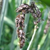 Choroby obilnin (14): Sněti obilnin (I.) Choroby obilnin (14): Sněti obilnin (I.)