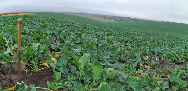 Obr. 16: Řepka set&aacute; př&iacute;mo podr&yacute;vac&iacute;m strojem - silně erozně ohrožen&aacute; plocha (2020)