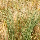 Mrvka my&scaron;&iacute; oc&aacute;sek - nově se &scaron;&iacute;ř&iacute;c&iacute; plevel na orn&eacute; půdě