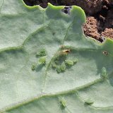 Kalamitn&iacute; v&yacute;skyt virov&yacute;ch chorob v&nbsp;řepce v&nbsp;sezoně 2016/17