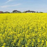 S řepkami od BORu naplníte stodolu S řepkami od BORu naplníte stodolu