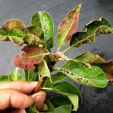 Aktu&aacute;ln&iacute; přehled ochrany zahrad, sadů a&nbsp;vinic - duben a&nbsp;květen 2019